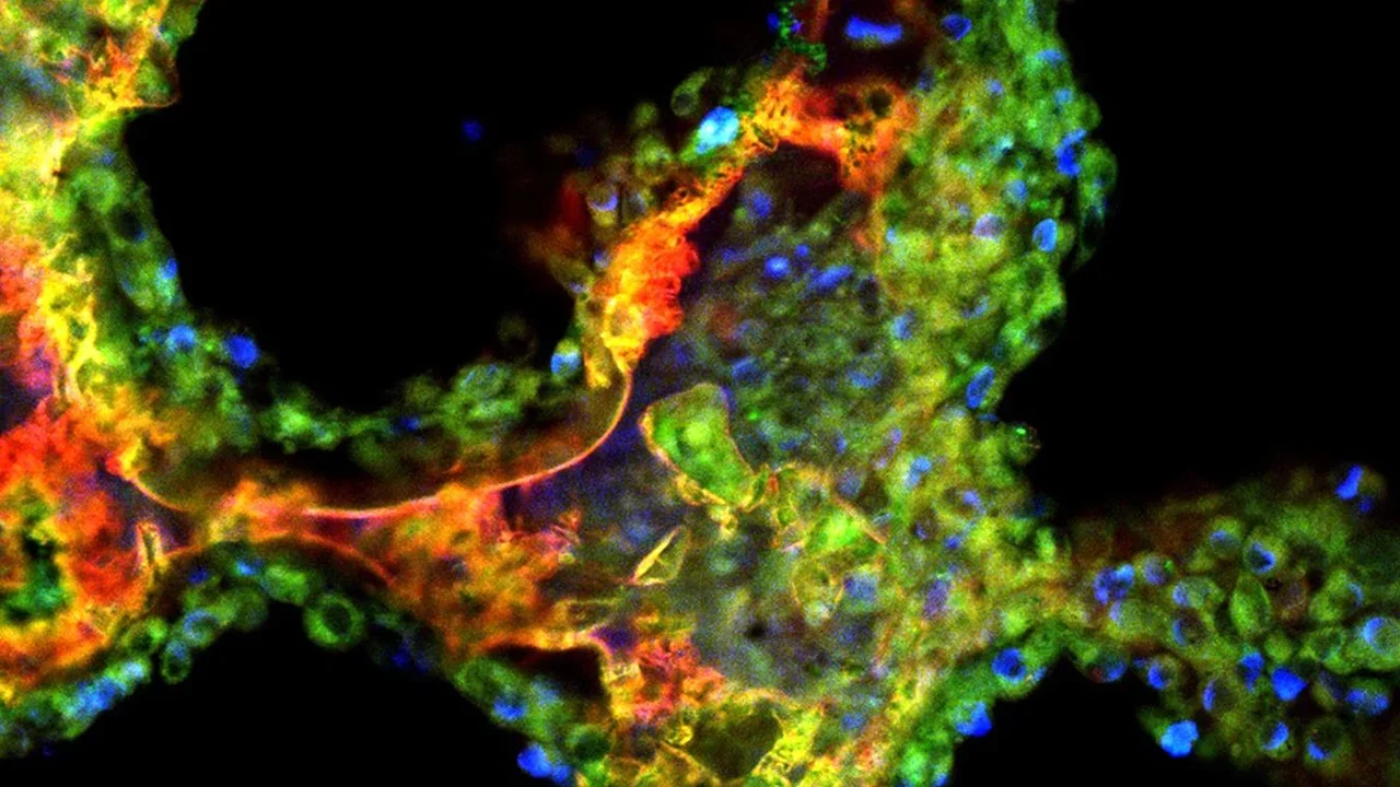 Biomaterials and Tissue Engineering Banner