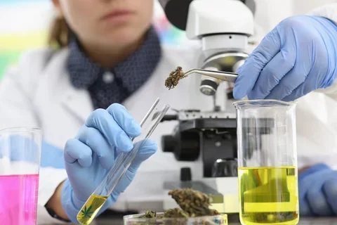 Working with cannabis in a lab