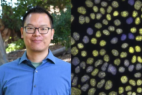 Split screen of Dr. Jimmy Hu and magnified cells