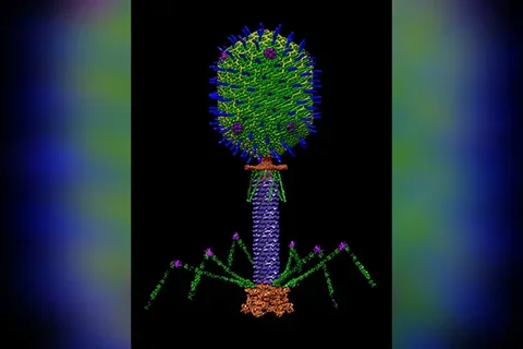 T4 bacteriophage on black background