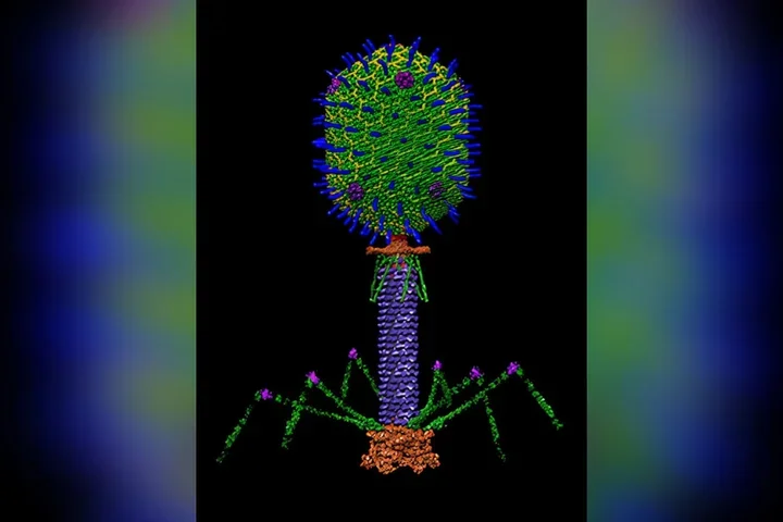 T4 bacteriophage on black background