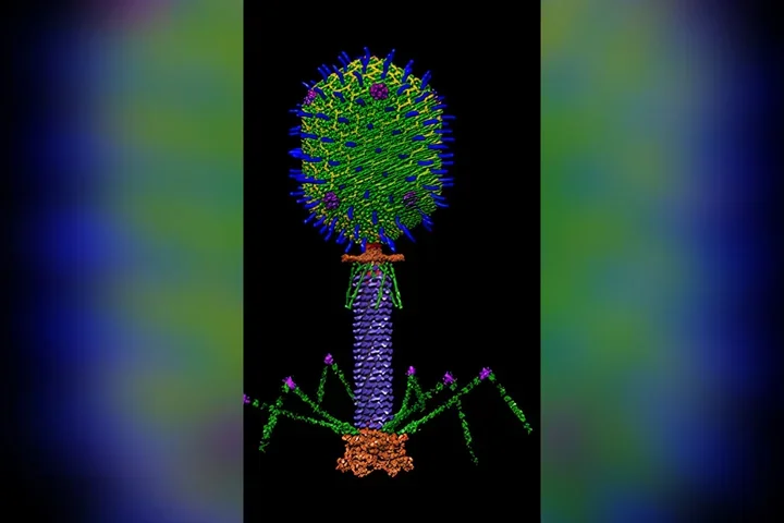 T4 bacteriophage