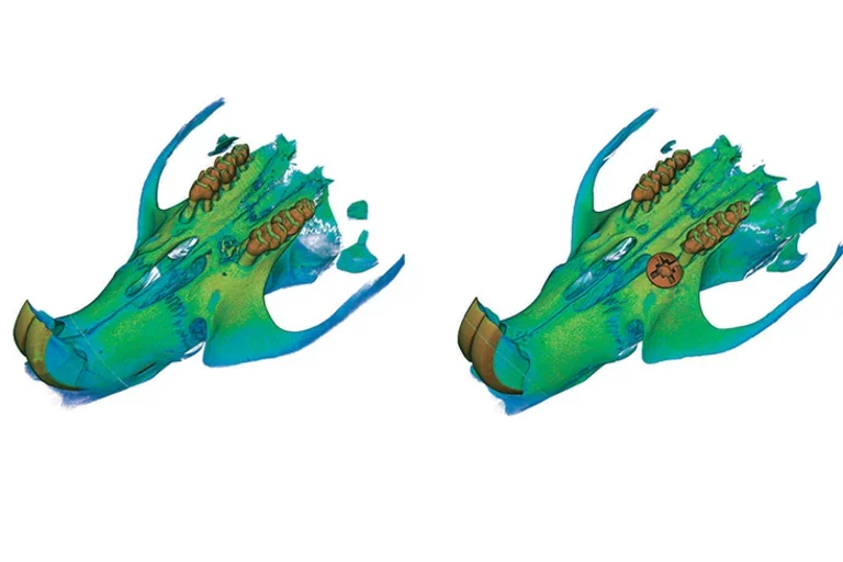 3D images of a rat jawbone with peri-implantitis and a failed titanium mini implant screw (left) and with a successful implant that used the UCLA adhesive hydrogel treatment (right).