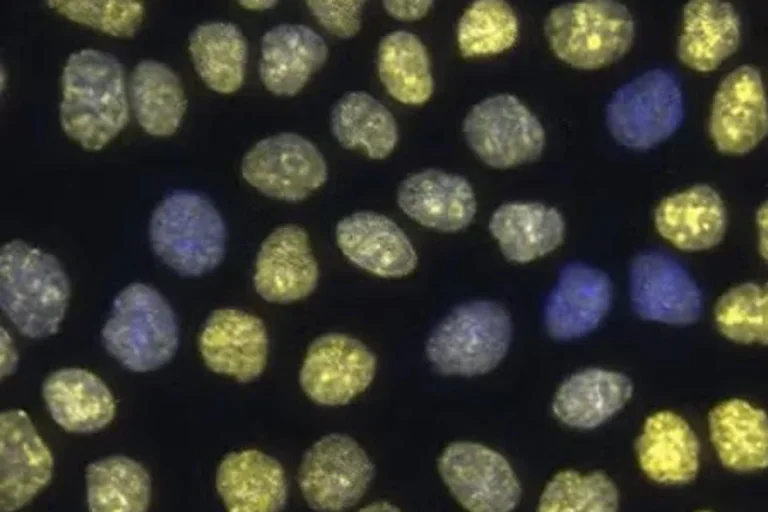 Cell size
