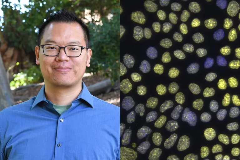 Split screen of Dr. Jimmy Hu and magnified cells