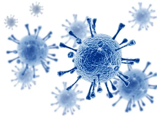bacteria