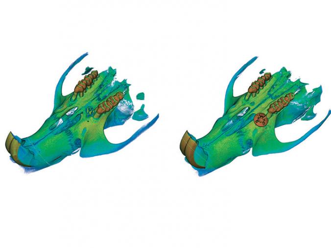 3D images of a rat jawbone with peri-implantitis and a failed titanium mini implant screw (left) and with a successful implant that used the UCLA adhesive hydrogel treatment (right).