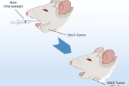 two images of mice heads, one with a syringe