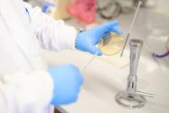 hands with blue gloves working with a petri dish