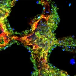 Science Advances Image