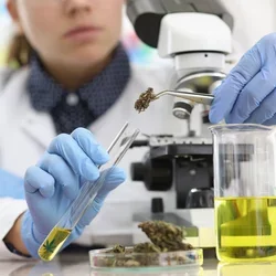 Working with cannabis in a lab