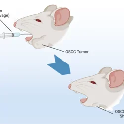 two images of mice heads, one with a syringe