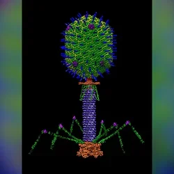T4 bacteriophage on black background