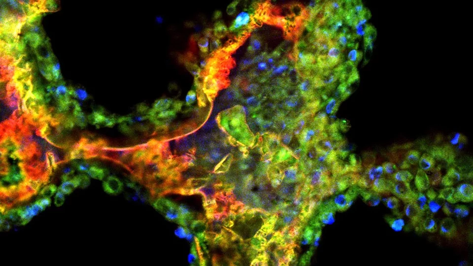 Biomaterials and Tissue Engineering Banner
