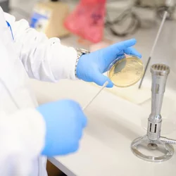 hands with blue gloves working with a petri dish